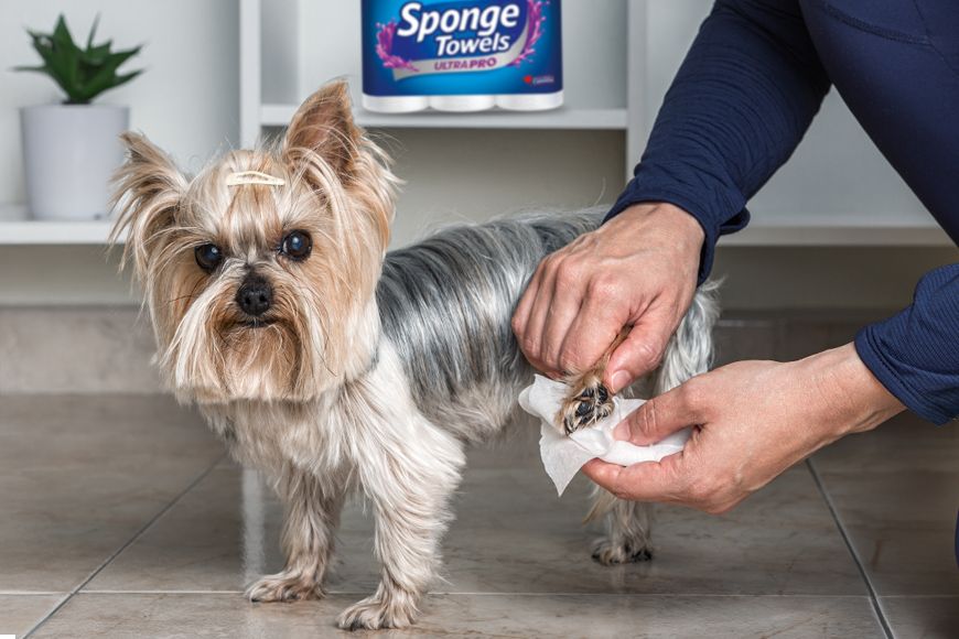 A man wiping a dogs paw with a towel paper