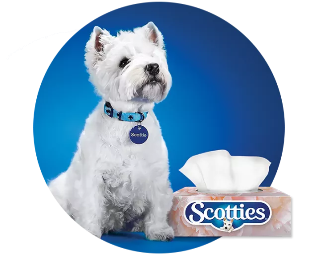 Scotties