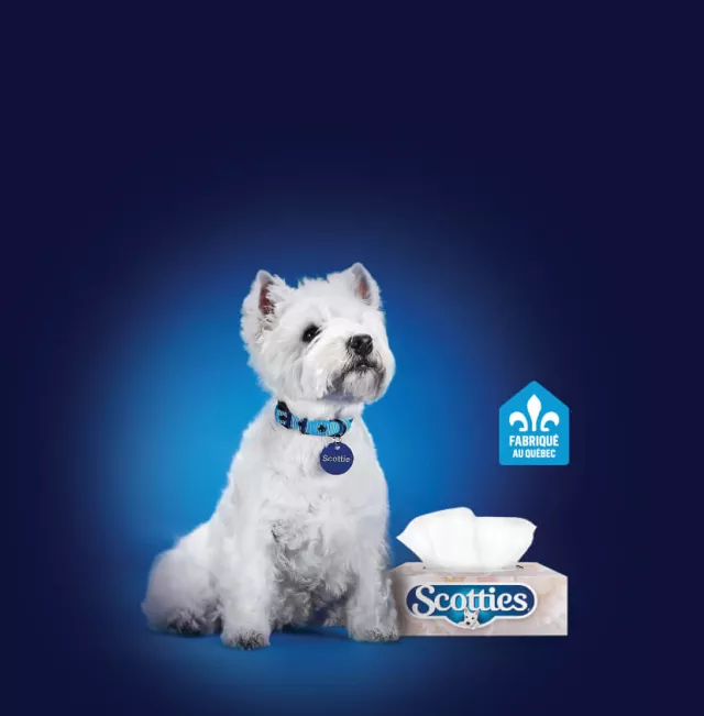 scotties