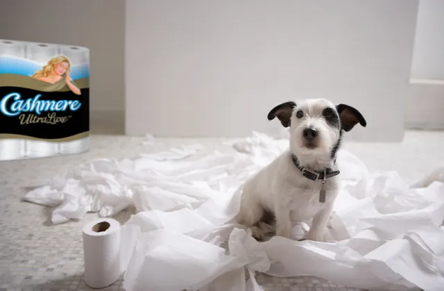 A white dog