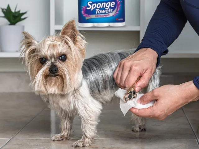A man wiping a dogs paw with a towel paper