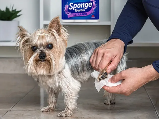 A man wiping a dogs paw with a towel paper