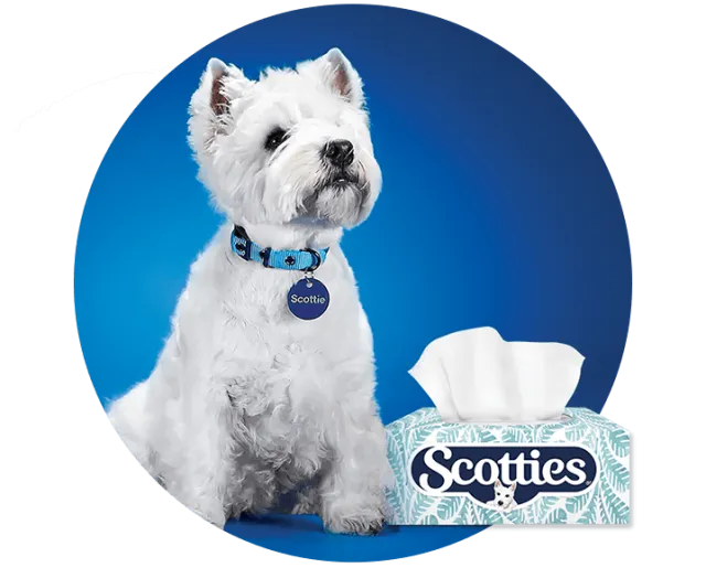 Scotties