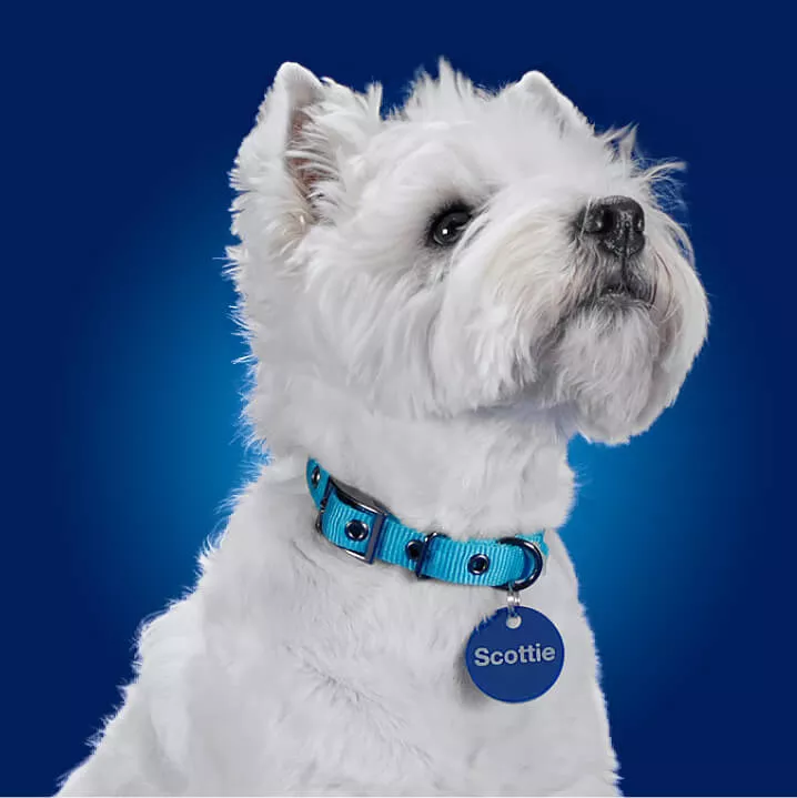 scottie