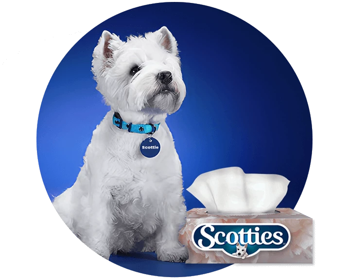 Scotties