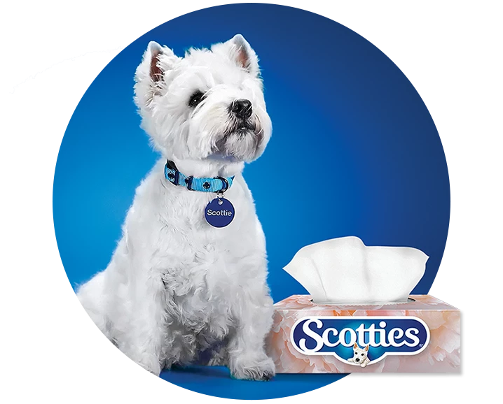 Scotties